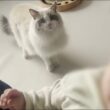 【ご報告】ラグドール猫がお兄ちゃんになりました。