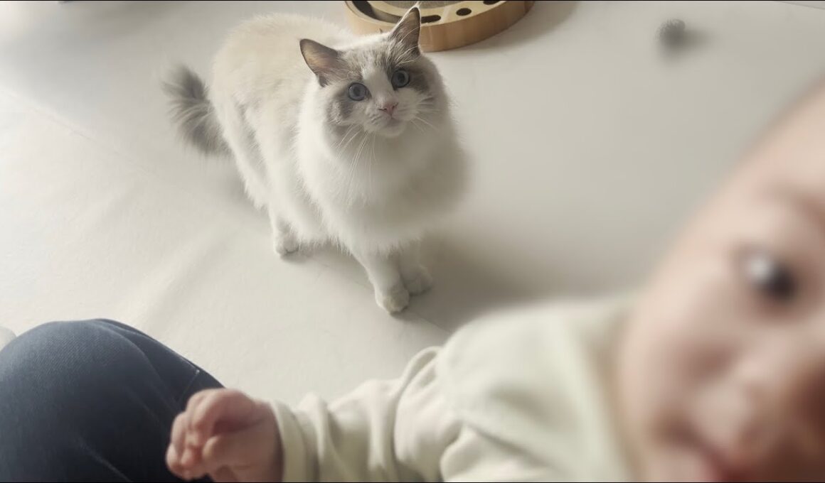 【ご報告】ラグドール猫がお兄ちゃんになりました。