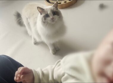 【ご報告】ラグドール猫がお兄ちゃんになりました。