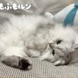 寝ている猫の特徴的なポーズ特集 【サイベリアン】