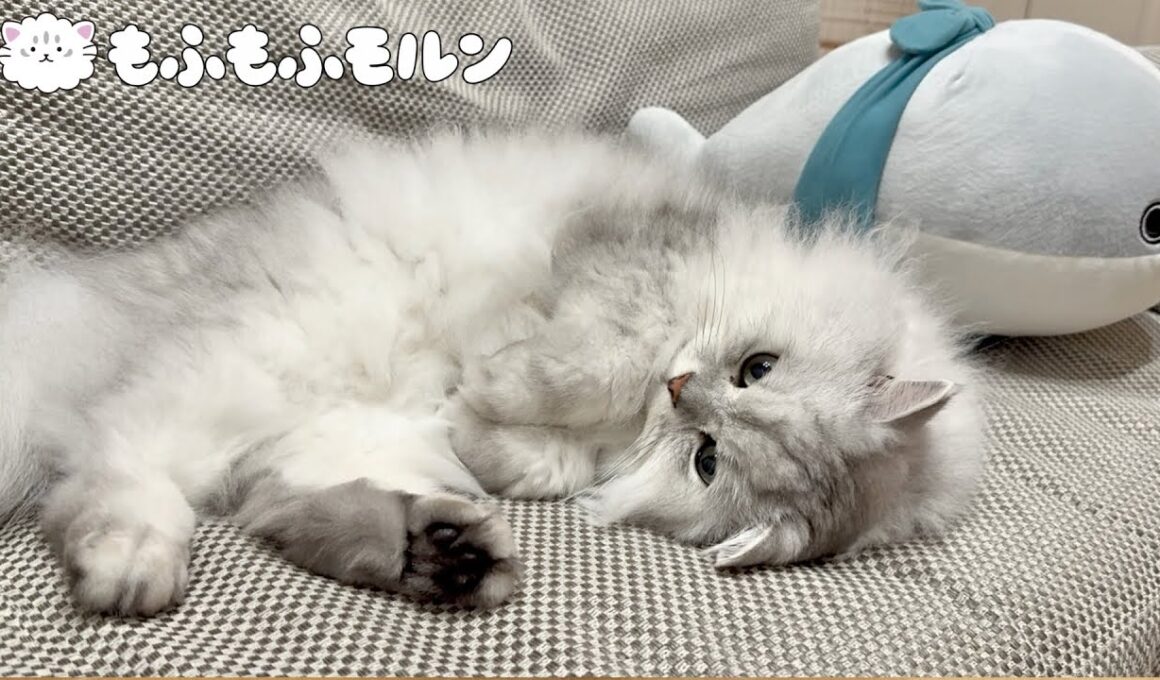 寝ている猫の特徴的なポーズ特集 【サイベリアン】