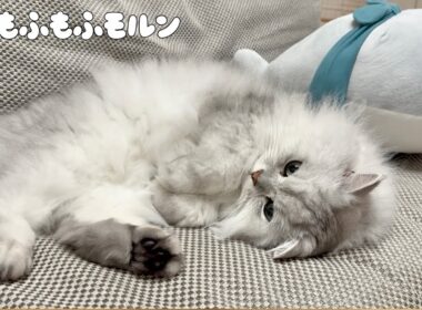寝ている猫の特徴的なポーズ特集 【サイベリアン】