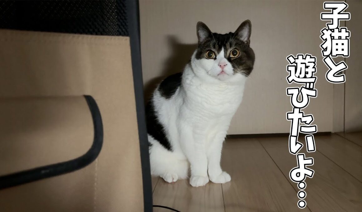 【子猫が家にやってきて3日目】子猫が気になって仕方がない先輩猫たちがこちらです。