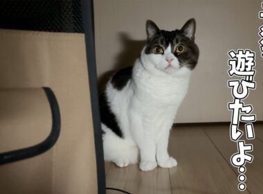 【子猫が家にやってきて3日目】子猫が気になって仕方がない先輩猫たちがこちらです。