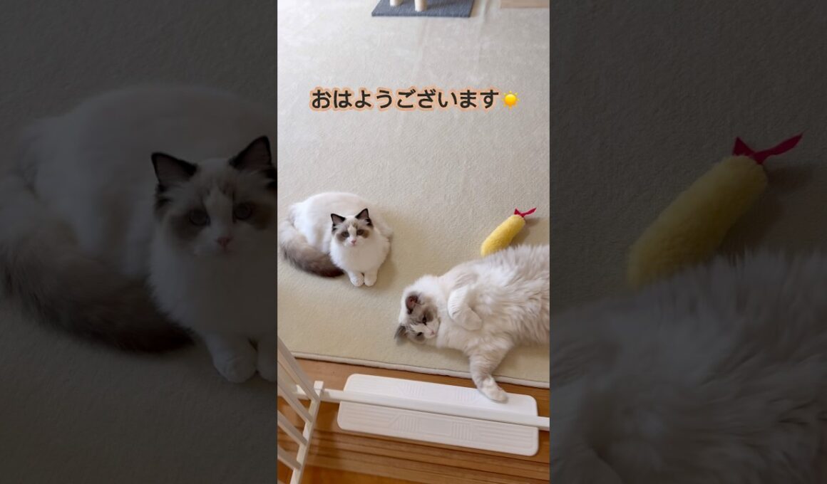 朝のいっぺいとミヨン☀️今日も1日頑張りましょう✨#ラグドール #猫好きさんと繋がりたい #いっぺいdialy