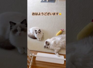 朝のいっぺいとミヨン☀️今日も1日頑張りましょう✨#ラグドール #猫好きさんと繋がりたい #いっぺいdialy