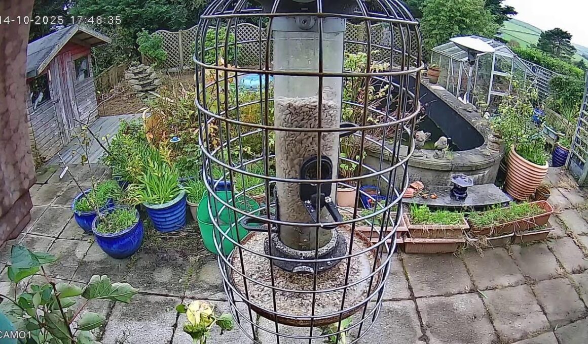 Manx Garden Wildlife Live Streams