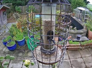 Manx Garden Wildlife Live Streams