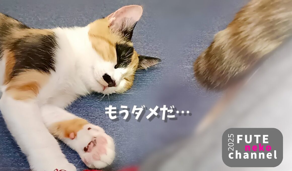 先輩猫の催眠術にかかってしまう子猫【保護子猫】