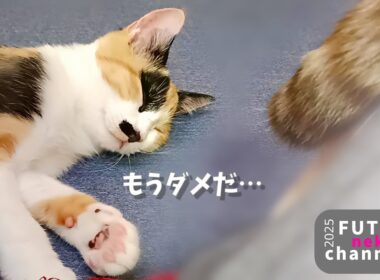 先輩猫の催眠術にかかってしまう子猫【保護子猫】