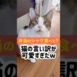 弁当のシャケ盗み食いした猫の言い訳が必死すぎて草