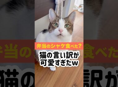 弁当のシャケ盗み食いした猫の言い訳が必死すぎて草