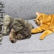 犬が子猫より先に寝るとこうなります...