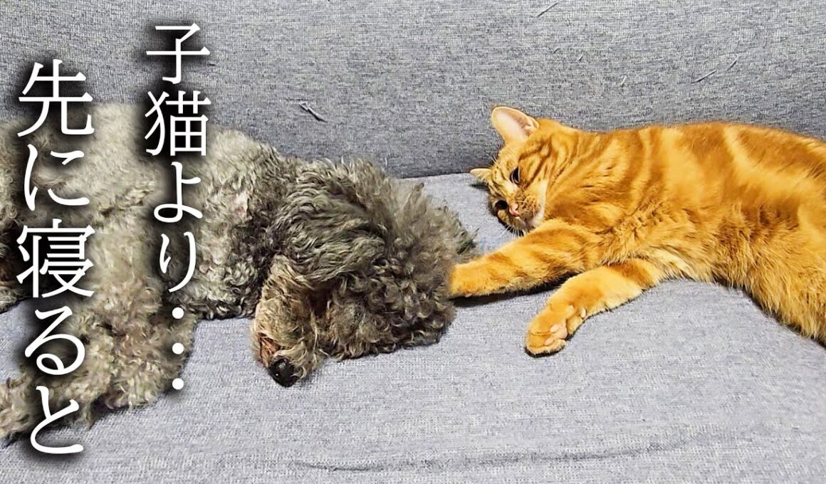 犬が子猫より先に寝るとこうなります...