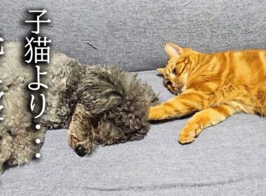 犬が子猫より先に寝るとこうなります...