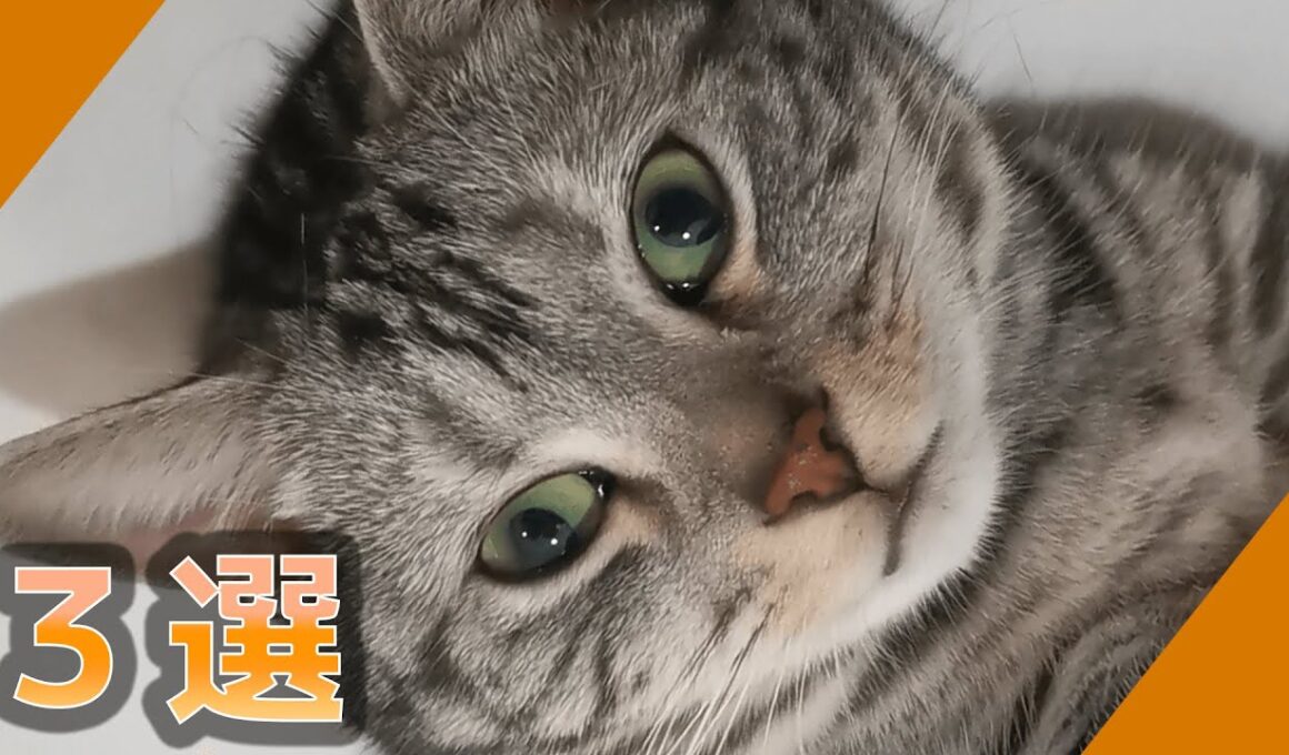 アメリカンショートヘアーと黒猫が可愛すぎる動画3選！