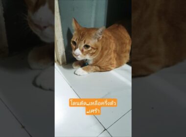 ส้ม..เครียดอะไรลูก  #cutecat #แมวส้ม #shorts October 17, 2025