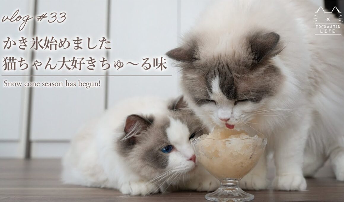 ラグドール猫の初めてのかき氷｜Ragdoll Cat nibbling on first snow cone. 【#33】