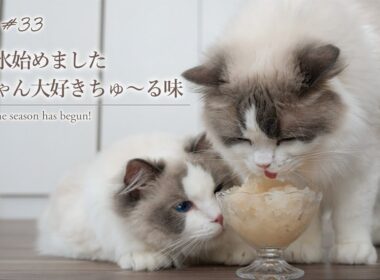 ラグドール猫の初めてのかき氷｜Ragdoll Cat nibbling on first snow cone. 【#33】
