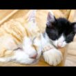 手をつないで寝ていた子猫と先住猫