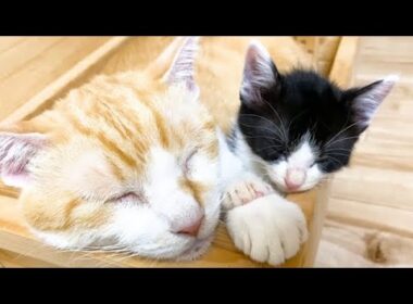 手をつないで寝ていた子猫と先住猫