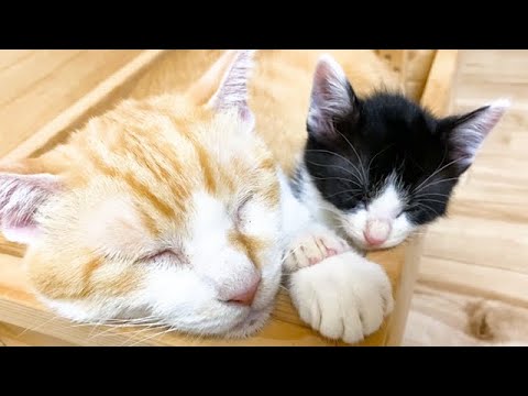 手をつないで寝ていた子猫と先住猫