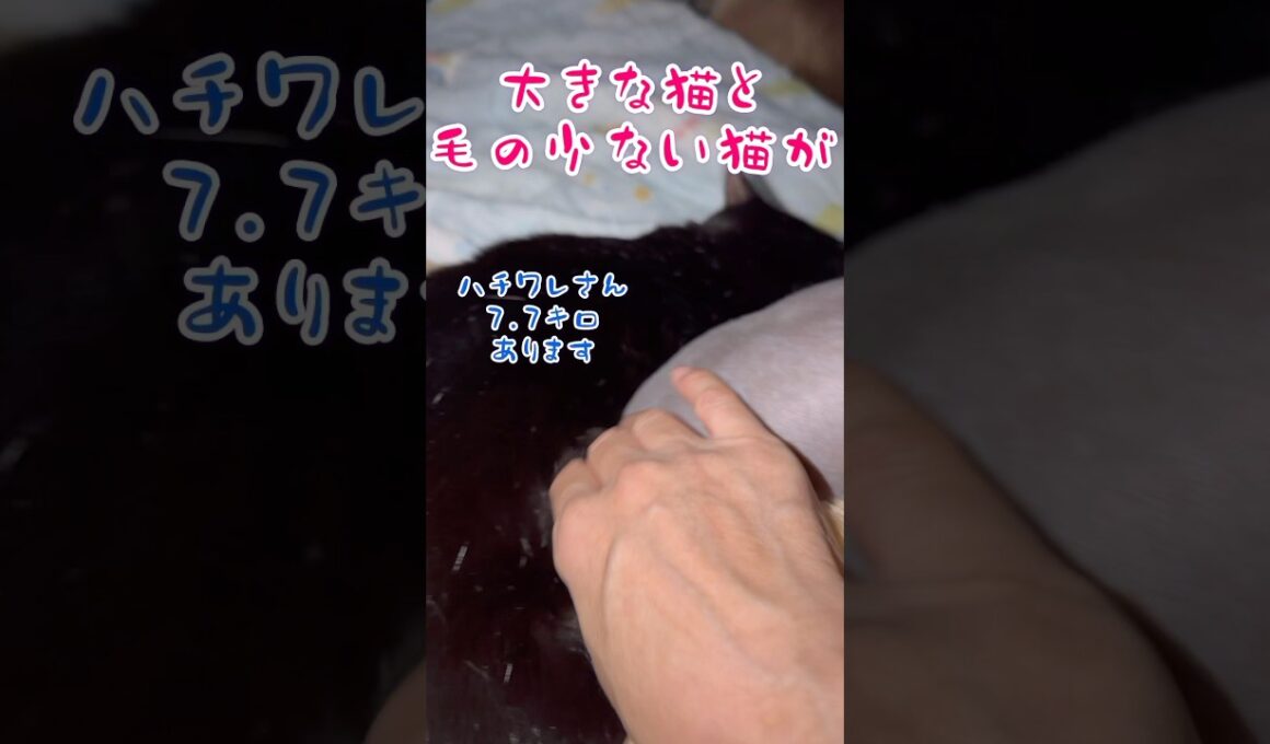 スフィンクス猫チャイとハチワレ猫ぎょくの日常🤣👍#shorts#cat #猫 #猫のいる暮らし #sphynx #保護猫