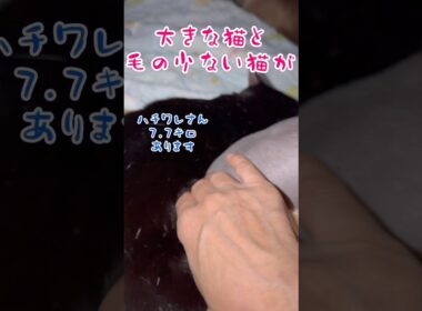 スフィンクス猫チャイとハチワレ猫ぎょくの日常🤣👍#shorts#cat #猫 #猫のいる暮らし #sphynx #保護猫