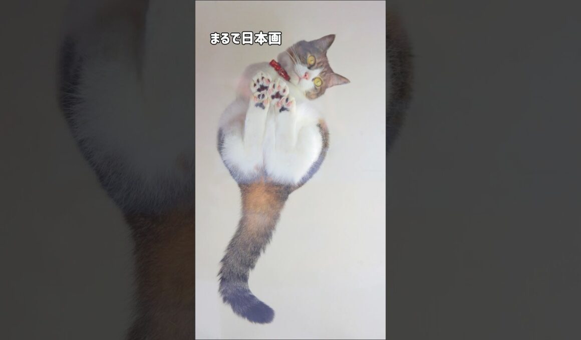いろんな顔を持つ猫ピーチ|おもしろカンフーポーズから美しい日本画ポーズまで披露