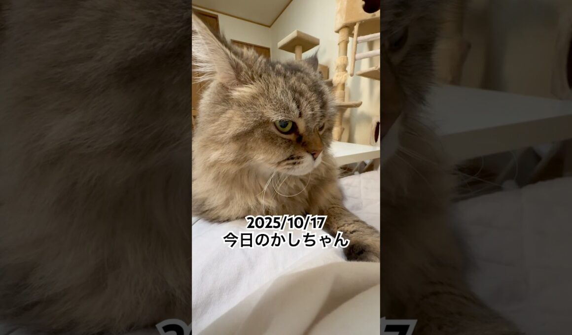 2025/10/17今日のかしちゃん #猫 #ペルシャ #カシス #cat #猫のいる暮らし