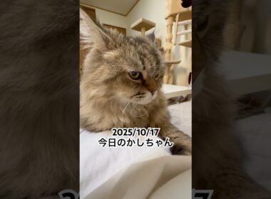 2025/10/17今日のかしちゃん #猫 #ペルシャ #カシス #cat #猫のいる暮らし
