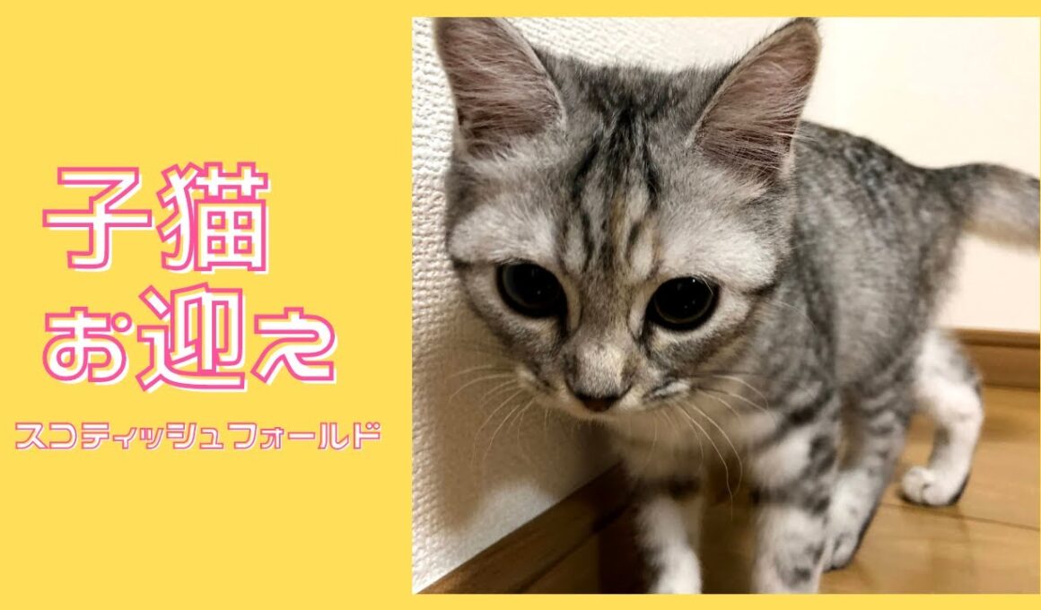 【子猫お迎え】ようこそごま【立ち耳 スコティッシュフォールド】