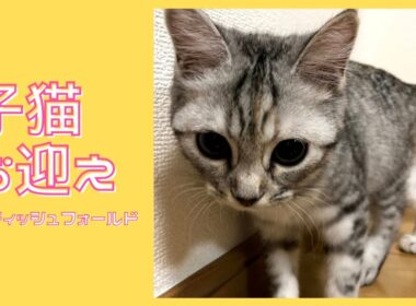 【子猫お迎え】ようこそごま【立ち耳 スコティッシュフォールド】