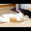 寝ながら子猫の相手をする先住猫