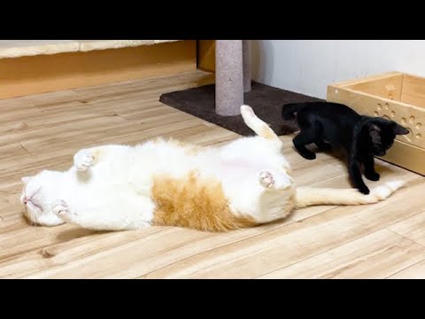 寝ながら子猫の相手をする先住猫