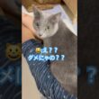ダメよ〜😱 #猫 #ロシアンブルー #猫のいる暮らし  #shorts