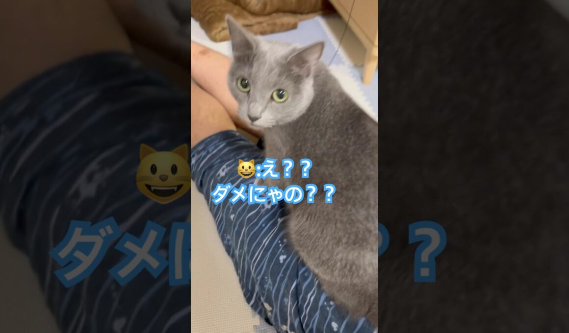 ダメよ〜😱 #猫 #ロシアンブルー #猫のいる暮らし  #shorts