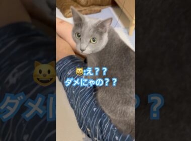 ダメよ〜😱 #猫 #ロシアンブルー #猫のいる暮らし  #shorts