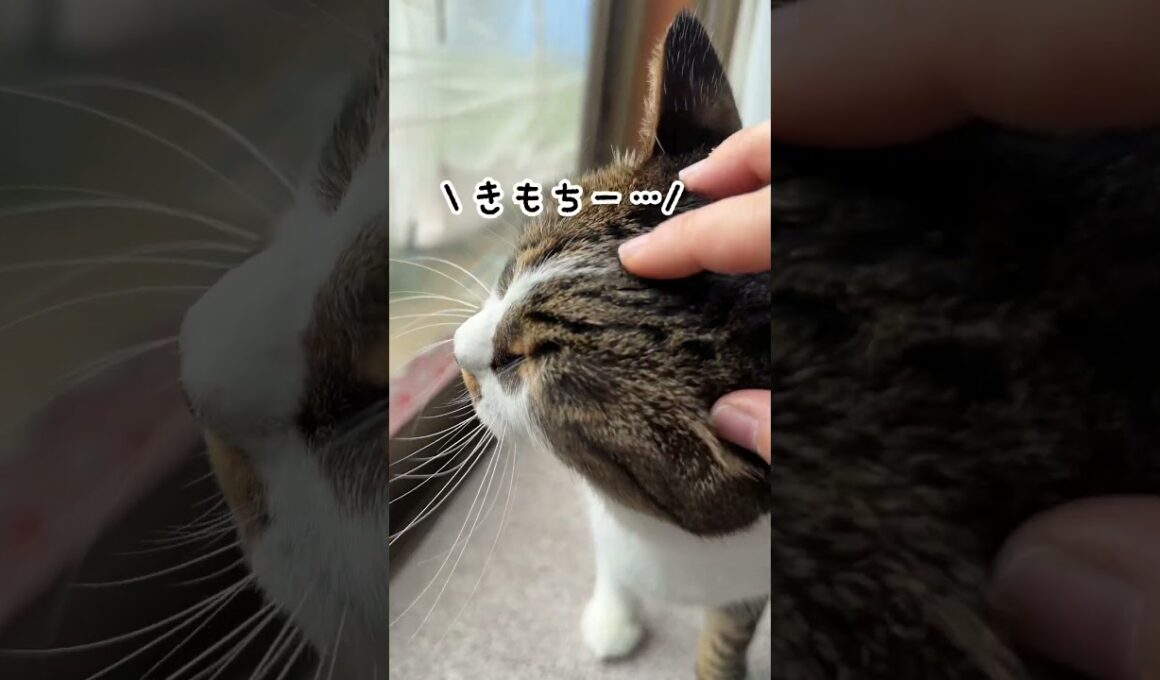 甘えてくる猫のどんぐり#shorts#猫 #保護猫 #cat #猫のいる暮らし #古民家