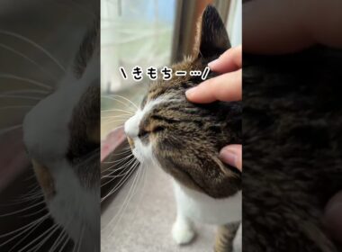 甘えてくる猫のどんぐり#shorts#猫 #保護猫 #cat #猫のいる暮らし #古民家