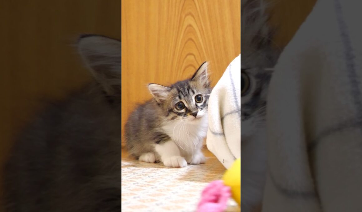 おもちゃ発見！子猫の突撃だ! #gatto #kitten #cat #meow