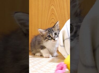 おもちゃ発見！子猫の突撃だ! #gatto #kitten #cat #meow