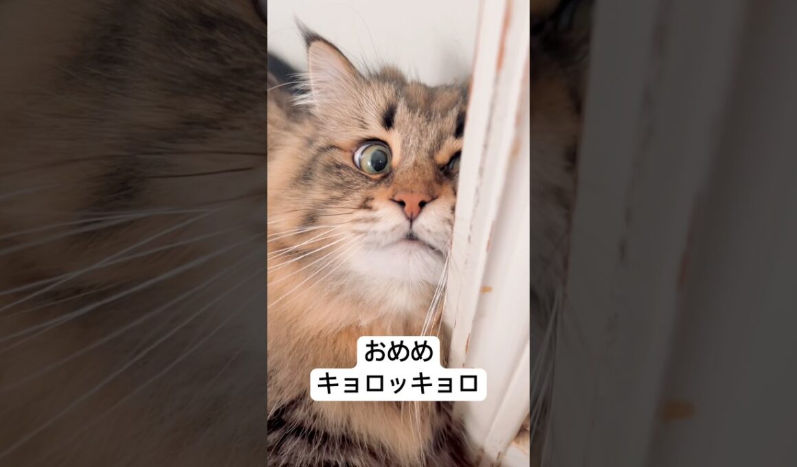 片目だけでもこっち見たい #サイベリアン #cat #猫 #ヤマネコ #白目