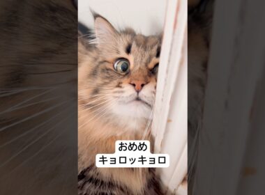 片目だけでもこっち見たい #サイベリアン #cat #猫 #ヤマネコ #白目