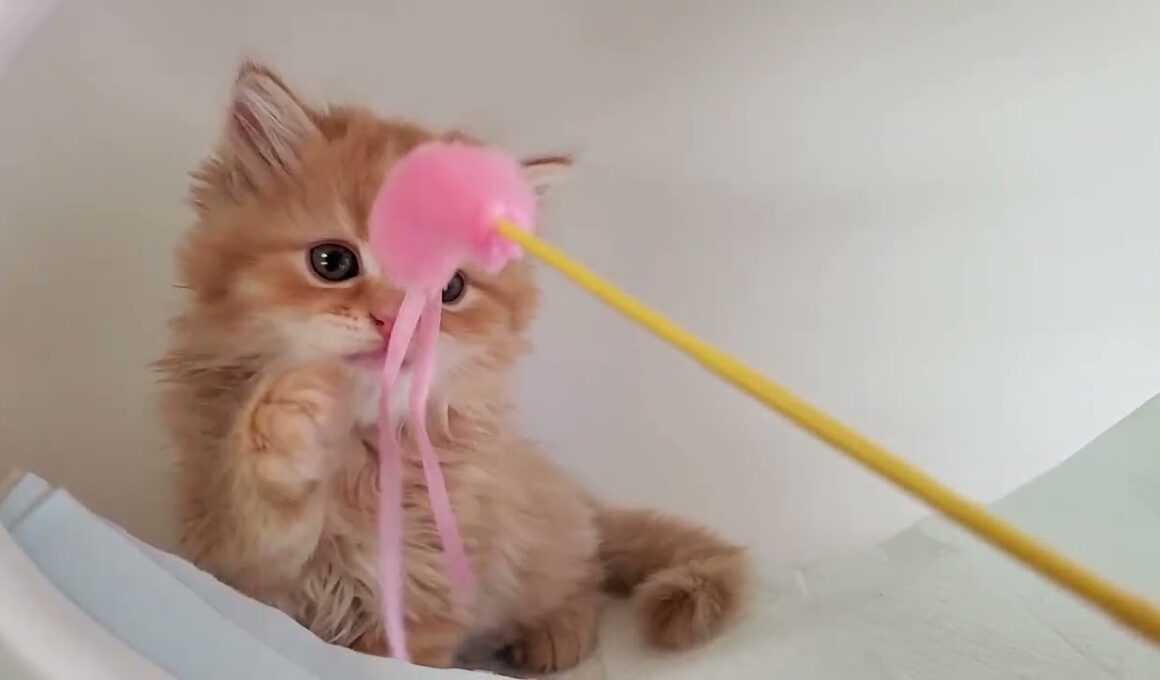 9月2日生まれのマンチカン（レッドタビー）