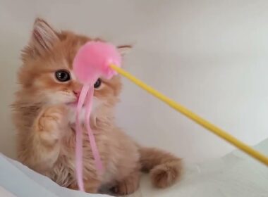 9月2日生まれのマンチカン（レッドタビー）