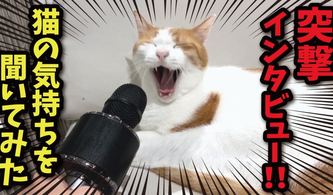 猫の本音をインタビューしてみた結果…！！【関西弁でしゃべる猫】【猫アテレコ】