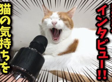 猫の本音をインタビューしてみた結果…！！【関西弁でしゃべる猫】【猫アテレコ】