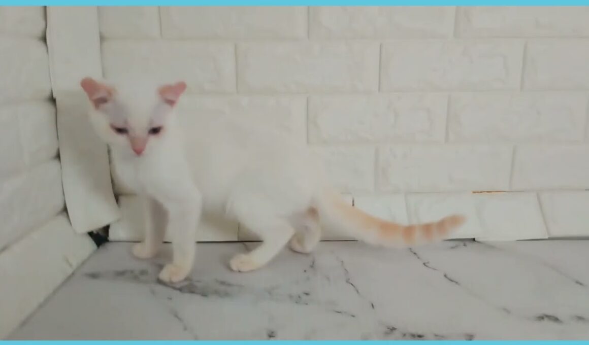 Coo&RIKU　No.00735274 アメリカンカール