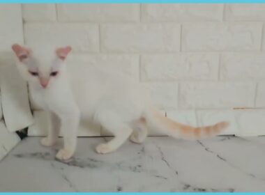 Coo&RIKU　No.00735274 アメリカンカール